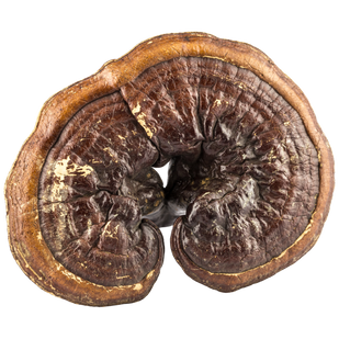 Reishi → Balanced Immunity