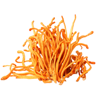 Cordyceps → Natural Energy