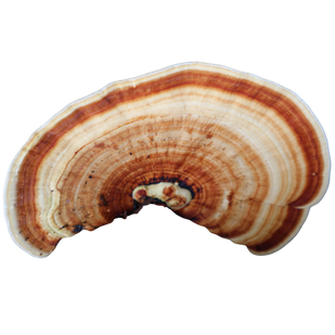 Turkey Tail → Gut Health Support