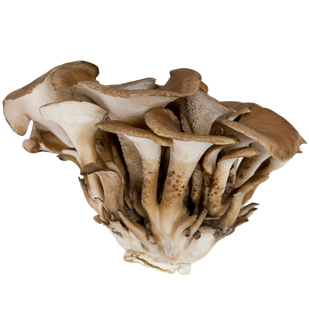 Maitake → Hormonal Harmony